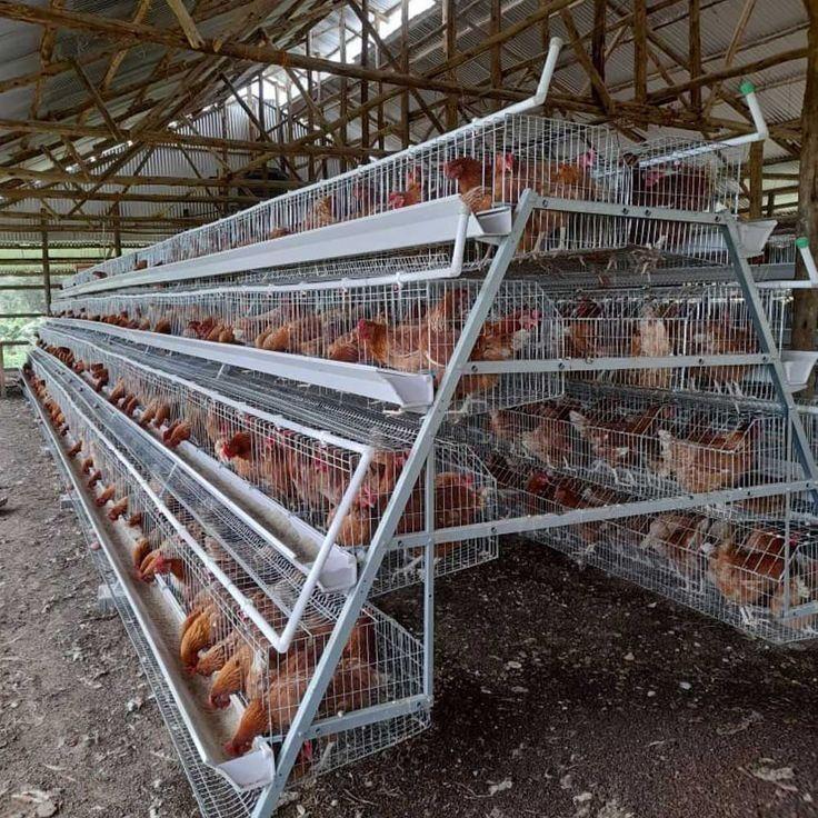 amsterdam cages
